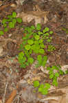 Southern meadow-rue